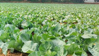 Phool gobhi farmingagriculture farmer [upl. by Anawik]