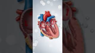 Atrial Fibrillation vs Atrial Flutter How They Affect the Heart [upl. by God398]