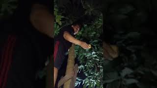 Harvesting Papaya in the middle of night Video 22 [upl. by Wolcott]