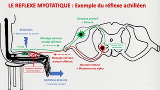 Le réflexe myotatique [upl. by Salb]