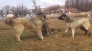 Kangal vs 2 Caucasian Ovcharka Here is The Proof Who is the Best [upl. by Leribag]