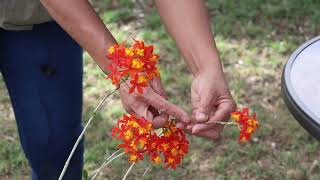 How to care for Epidendrum [upl. by Ecam]