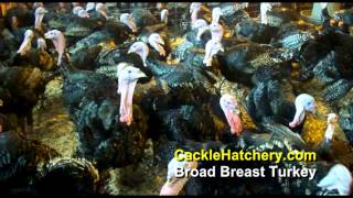 Bronze Broad Breast Turkey Breed Breeder Flock [upl. by Zavras]