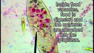 Paramecia Tutorial [upl. by Llewoh]