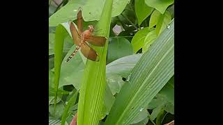 TWO DRAGONFLIES IN THE PEACEFUL MORNING insects dragonfly peaceful morning insecthabitat [upl. by Branscum]