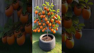 Persimmon Planting Secrets to MAXIMIZE Your Harvest farming satisfying shorts [upl. by Robertson]