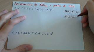 Ejercicio Transcripción de una cadena de ADN a ARNm [upl. by Neyr648]