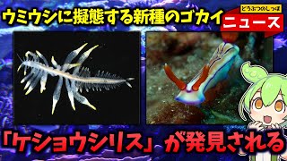 日本の海で発見された！”ウミウシの毒”にあやかろうとする新種のゴカイ【voiceroid解説】 [upl. by Ynaffik]