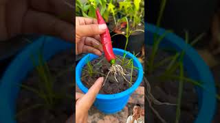 New apple phanting methods to harvest more eggplanrs hnature3579 [upl. by Anura]