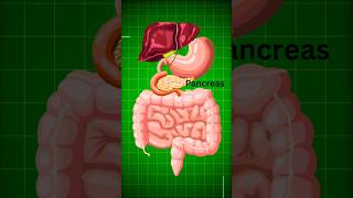 Healthy Pancreas as well as its exocrine and endocrine functionsLearnWithAnuragSir neet viral [upl. by Arres693]