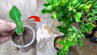 New ideas skills Growing a kaffir lime tree from kaffir lime leaves in pot [upl. by Eiramlehcar]