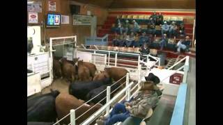 Torrington Livestock Auction [upl. by Heisser929]