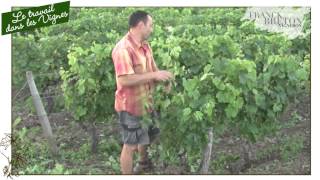 Le travail dans les vignes [upl. by Mihe]