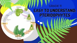 Pteridophytes [upl. by Carbo]