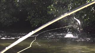 Scorpion Expedition Fly Fishing Video Holbox Mexico Screening [upl. by Fern]