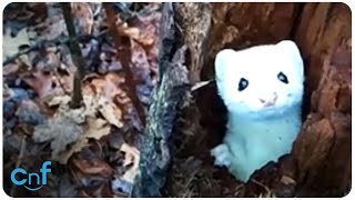 Ermine Says Hello [upl. by Aramo]