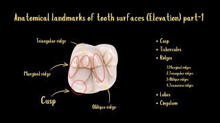 Anatomical Landmarks of Tooth Surfaces Elevation Part1 [upl. by Atekan118]