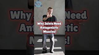 Why Joints NEED Antagonistic Muscles [upl. by Ahpla]