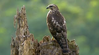 Broadwinged Hawk and its Call [upl. by Summer919]