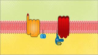 Mecanismos moleculares Proteina Gs [upl. by Ingeberg397]