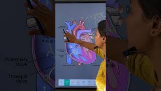 cardiology hearthealth bloodcirculation and medicalsciencesystole diastole bloodpressure [upl. by Skiest]