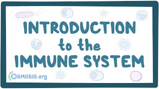 Introduction to the immune system [upl. by Neitsabes133]