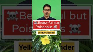 Yellow Oleander पिली कनेर Beautiful but Poisonous Watch to stay safe and aware oleander poison [upl. by Lednahs]