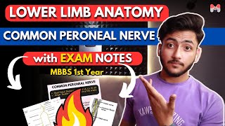 Lower Limb Anatomy Common Peroneal Nerve  MBBS 1st Year  Full Explanation with Notes  MBBS World [upl. by Ursala]