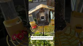 The Best Smart Bird Feeder birdfeeder birdwatching shorts openbox [upl. by Adiaros]