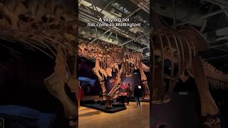 See Patagotitan at Te Papa’s Dinosaurs of Patagonia exhibition in Wellington bigboy [upl. by Loydie]