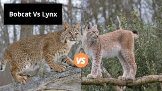 Bobcat Vs Lynx  Learn the Difference [upl. by Nhguaval]