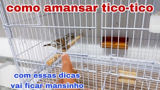 como amansar ticotico com essas dicas vai ficar muito mansinho [upl. by Cari819]