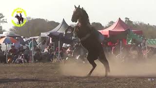 MUY BUENAS MONTAS caballos jinete charreada jaripeo rodeoCowboy horse videos ongole bulls [upl. by Annav]