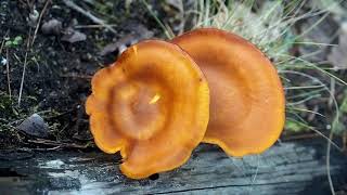 Pleurote de lolivier ou Clitocybe de lolivier Omphalotus olearius un champignon mortel [upl. by Nybbor]