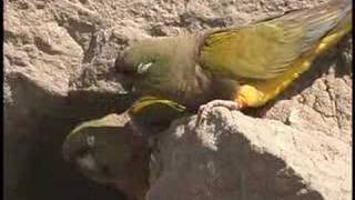 Patagonian Conures [upl. by Broek326]