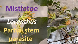 Mistletoe Loranthus Partial stem parasite [upl. by Yhtamit]