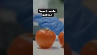 Gene transfer MethodCBSEClass 12 [upl. by Issor674]