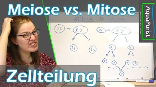 Was ist der Unterschied zwischen Meiose und Mitose Und wofür braucht man beide Zellteilungen [upl. by Medina]