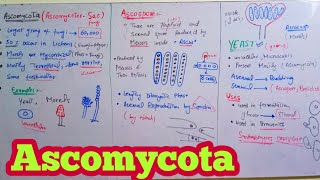 Ascomycota  Ascomycetes SacFungi  Biology 11th  Chapter 8 Fungi [upl. by Herring]