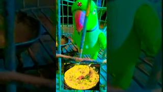 khichdi agar dimag mai pake parrot 🍜😇🦜shortscookingtrendingtalkingparrotbirdsyoutuber [upl. by Ennayrb]