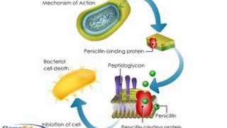 Penicllin mechanism of action [upl. by Mittel]