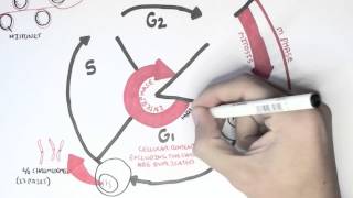 Cell Cycle Overview Interphase [upl. by Jevon185]