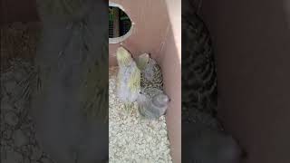 Wasabi and Mandisas baby budgies are growing very fast [upl. by Atinus]