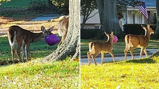 Deer keep getting their heads stuck in plastic Halloween pumpkin buckets in Ohio neighborhood [upl. by Nancie624]