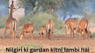 why the Nilgai nech is so high [upl. by Atiseret]