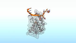 Simulation of minimalistic model of the Adenine Base Editors ABEs [upl. by Holden336]