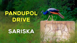 Pandupol Drive  Sariska Tiger Reserve 2023 Vanbagh Sariska  4K Video Hindi  हिन्दी [upl. by Giffard]