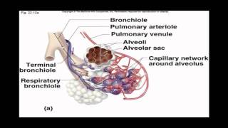 Internal and External Respiration [upl. by Enajaras]