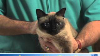 How To Apply Eye Drops or Ointment to Your Cats Eyes [upl. by Liddle349]