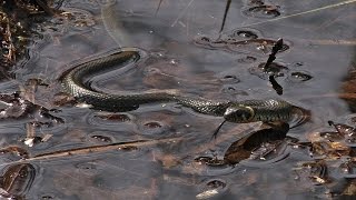 Spandauer Forst  Kuhlake  Ringelnatter Rotkehlchen und co [upl. by Beichner721]